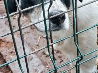 Wem geht Perrys Blick mitten durchs Herz?