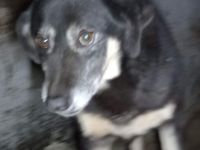 Peter Pan – Ein fröhlicher Teamplayer sucht sein Zuhause