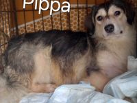 Pippa – Eine Seele voller Liebe sucht ihr Zuhause!