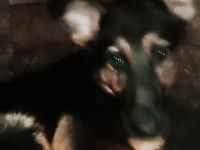 Puka möchte dich im Leben begleiten