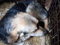 Wer verliebt sich in Ricky?