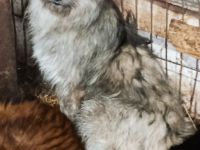 Roben – Ein Herz auf der Suche nach Liebe