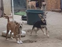 Wer bietet Romy ein Zuhause?