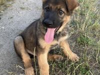 Schäferhund Welpen Rüden gerader Rücken groß