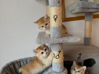 BKH Black Golden Kitten