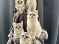 BKH Britisch Kurzhaar Kitten Abgabebereit