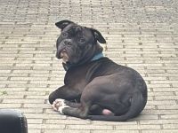 Amerikanische Bulldogge