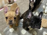 French Bulldog Puppies