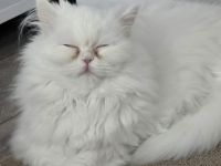 weißes Persermädchen mit großem Koffer