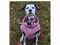 Wurfankündigung Dalmatiner Welpen