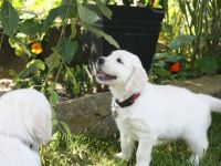 Golden Retriever Welpen in creme-weiß