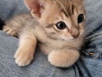 Savannahkitten F6 SBT