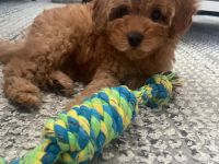 Toy Pudel welpe in Red