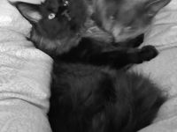 XXXL Reinrassige Maine Coon Kitten. beide Cats -Eltern XXXL groß natürlich mit Stammbaum.