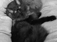 XXXL Reinrassige Maine Coon Kitten. beide Cats -Eltern XXXL groß natürlich mit Stammbaum.