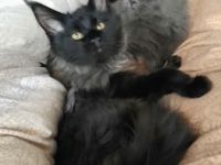 XXXL Reinrassige Maine Coon Kitten. beide Cats -Eltern XXXL groß natürlich mit Stammbaum.