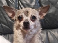 Prinzenplatz gesucht für kleinen Chi