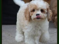 Cavapoo u. Cockapoo - Traumwelpen in tollen Farben aus langjähriger+erfahrener Haus/Familienaufzucht