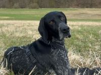 Evangelia, weiblicher Deutsch Kurzhaar-Mix (zur Pflege in 65205 Wiesbaden)