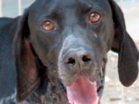 Evangelia, weiblicher Deutsch Kurzhaar-Mix