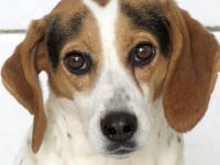 Lew Männlicher Beagle X Pointer 