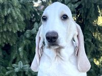 Porcelaine – puppy with PP