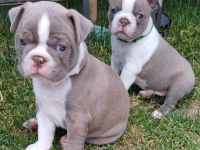Zwei Boston Welpen in der Farbe Lilac