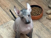 Reinrassige peruanische Nackthundwelpen mit FCI-Papieren