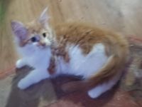 reinrassige Main Coon Kitten