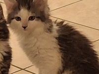 Maine coon Kätzchen