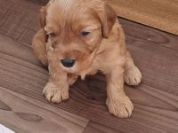 Süsse apricot Cavapoo Welpen suchen ab Ende August ein neues zu Hause