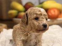 Bollipoo Welpen - wie aus dem Bilderbuch /Bolonka x Zwergpudel ähnlich Maltipoo,Toy Pudel,Kleinpudel