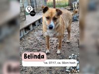 Schüchterne BELINDA