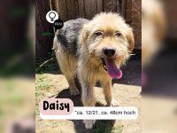 DAISY sucht ihr liebevolles Zuhause