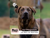 MOJI sucht sein für immer Zuhause