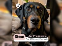 RICCO - starker Begleiter mit großem Herz