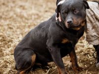 Paul, Rottweiler Mischlingsrüde wünscht sich eine Familie