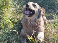 Flauschige Enya sucht ihre Menschen