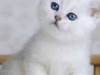 BKH Kitte mit Bringservice