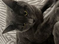 Kleine Engelsseele sucht neues liebevolles Zuhause - BKH Katze