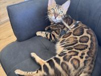 Bengal mädchen mit XXLRosetten