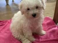 Wunderschöne Bichon Frisé Welpen