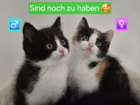 Bkh Kitten - ab sofort reservierbar ❤️ Britisch Kurzhaar Babykatzen