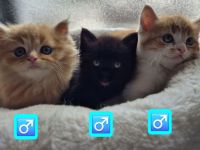 Bkh Kitten - ab sofort reservierbar ❤️ Britisch Kurzhaar Babykatzen
