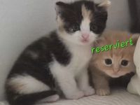 Bkh Kitten - ab sofort reservierbar ❤️ Britisch Kurzhaar Babykatzen