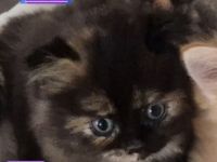 Bkh Kitten !!Abgabebereit!! Britisch Kurzhaar Babykatzen