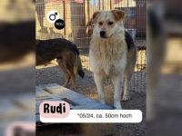 RUDI möchte sein Herz veschenken