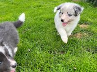 Border Collie Welpen