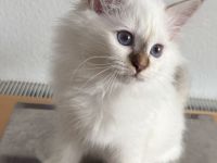 Heilige Birma Kater Choco tabby point und Katze Choco point 12 Wochen alt mit Stammbaum