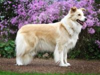 Wir erwarten unseren C-Wurf!